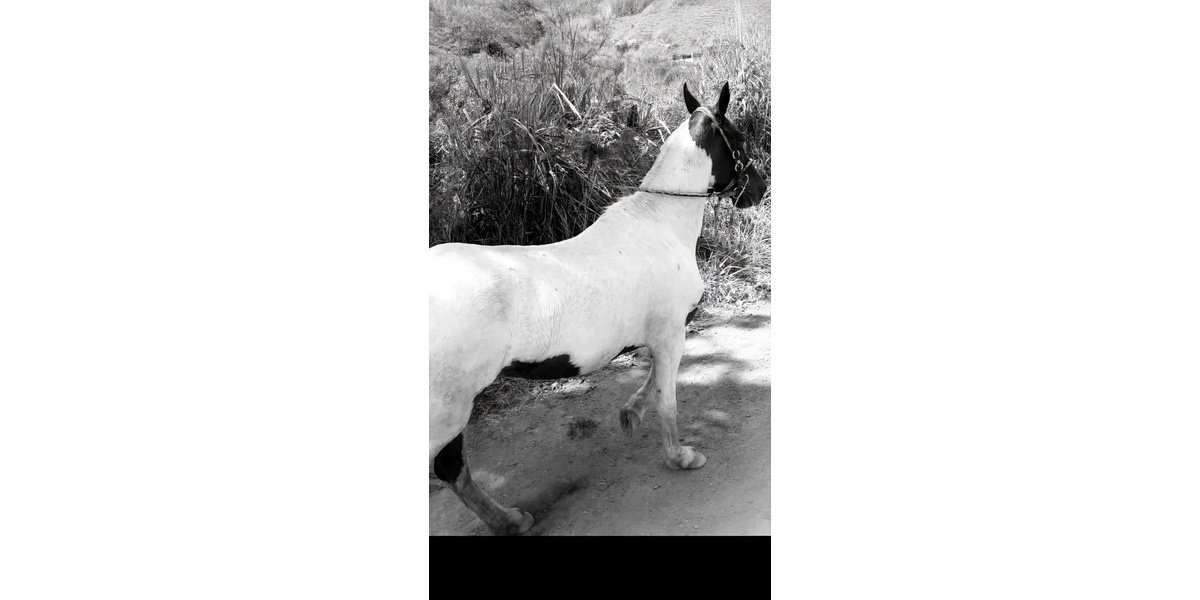 Dono de cavalo encontrado morto na RJ-143 se manifesta após Festa de São José do Turvo 
